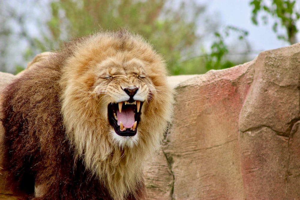 lion roaring near rock