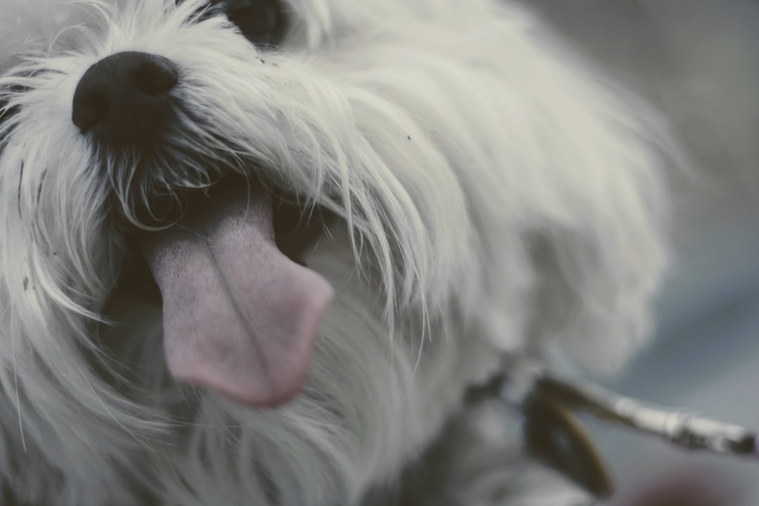 long-coated white dog