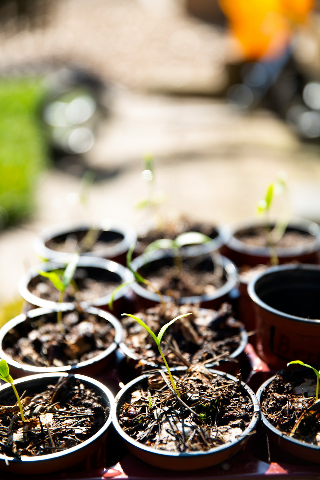 green-leafed plant