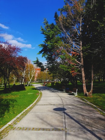 A peaceful walking path lined with red benches and blooming trees under a bright sky.