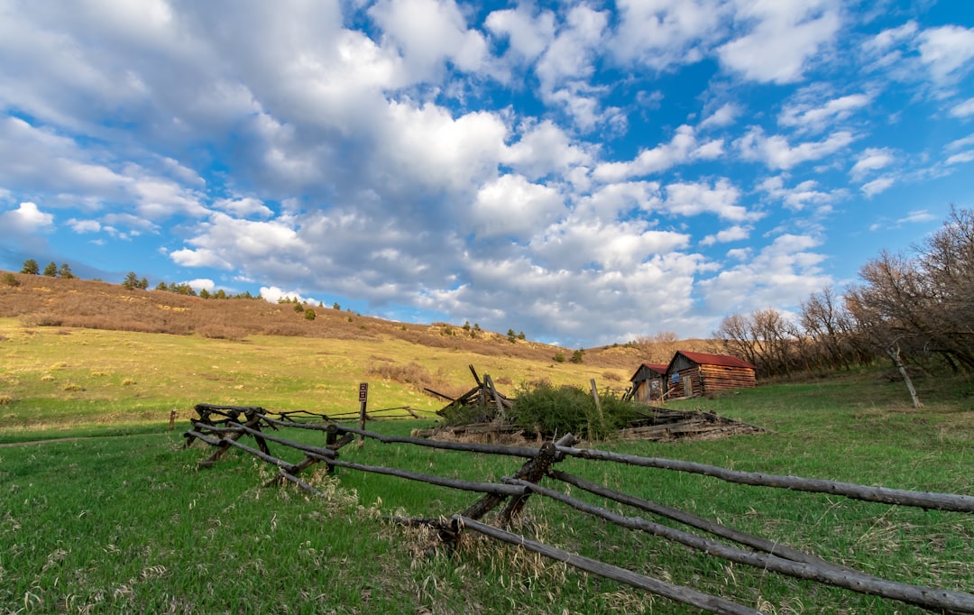 two buildings near bare trees