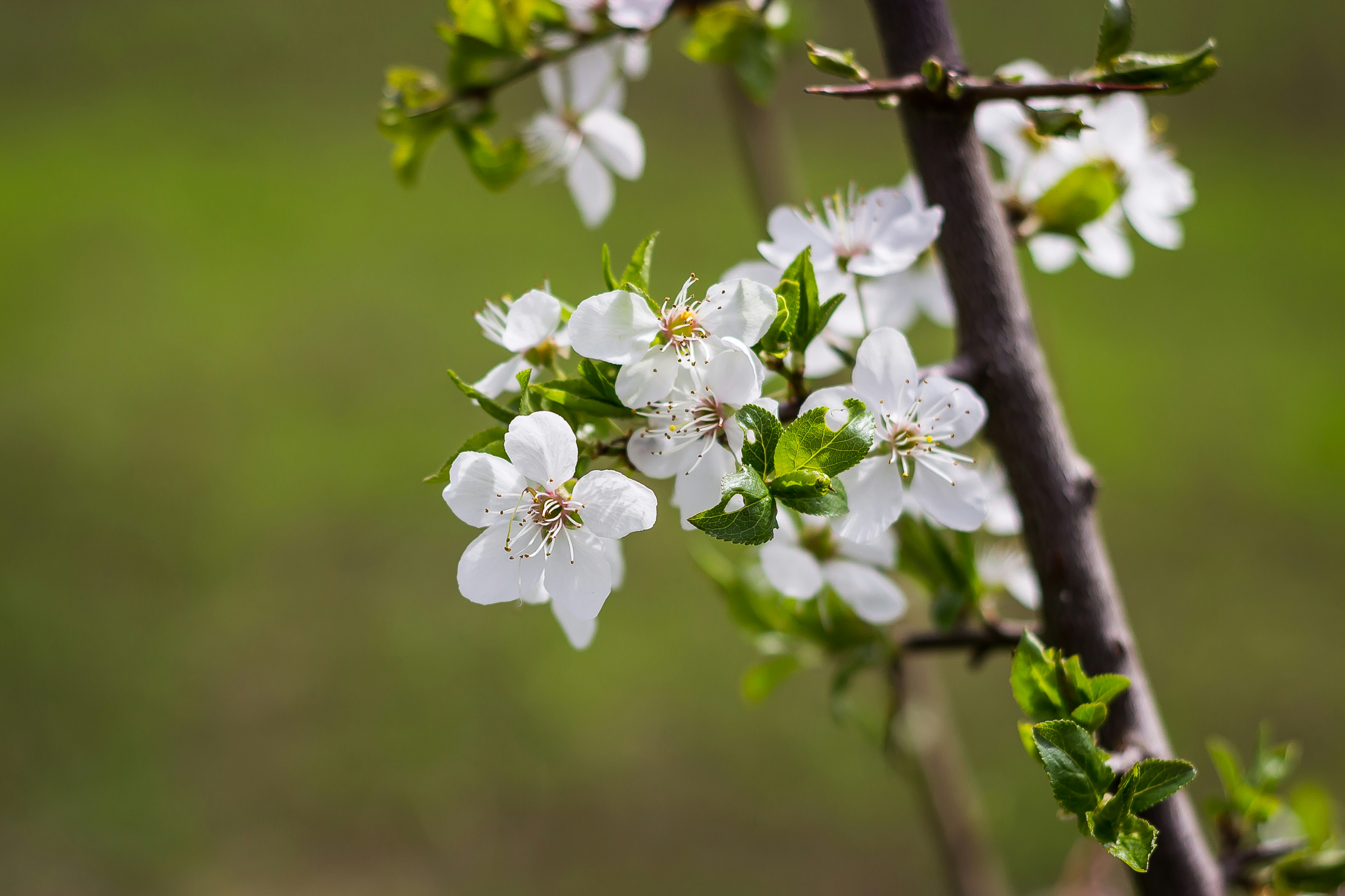 Photo by dariuscotoi