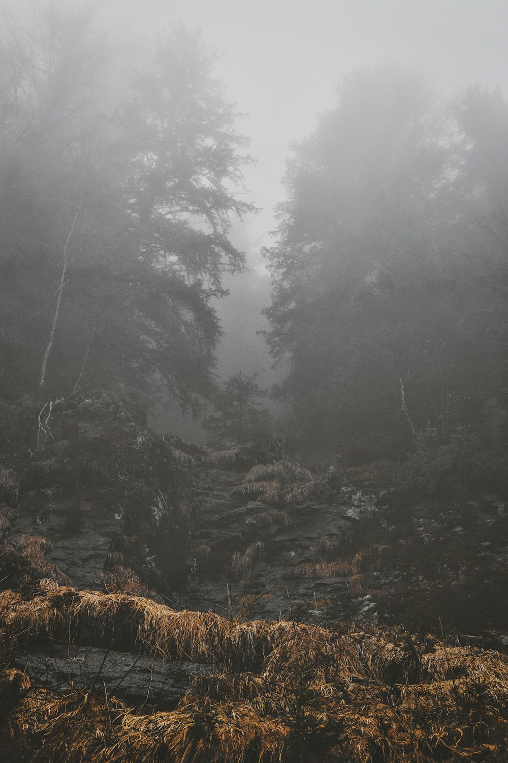 a foggy forest filled with lots of trees