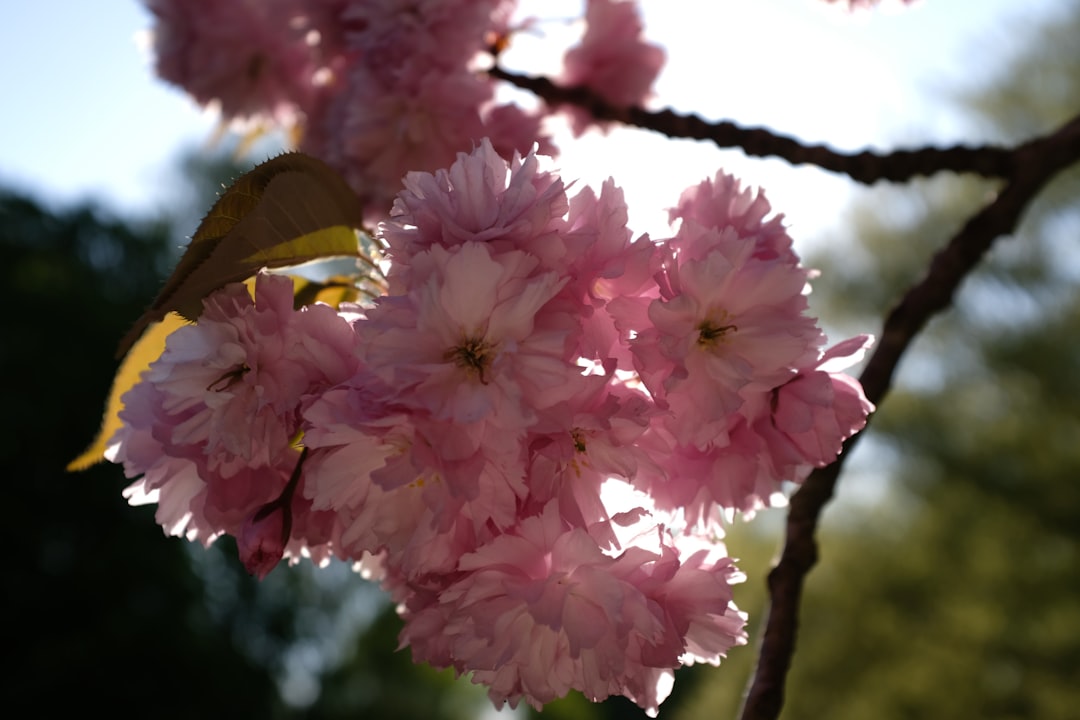 pink petaled flower