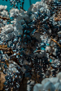 white-petaled flower