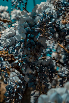 white-petaled flower