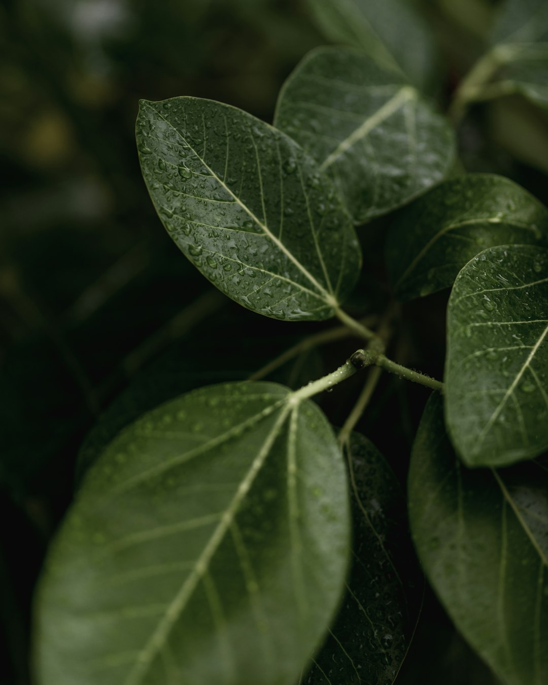 green-leafed plant phoot