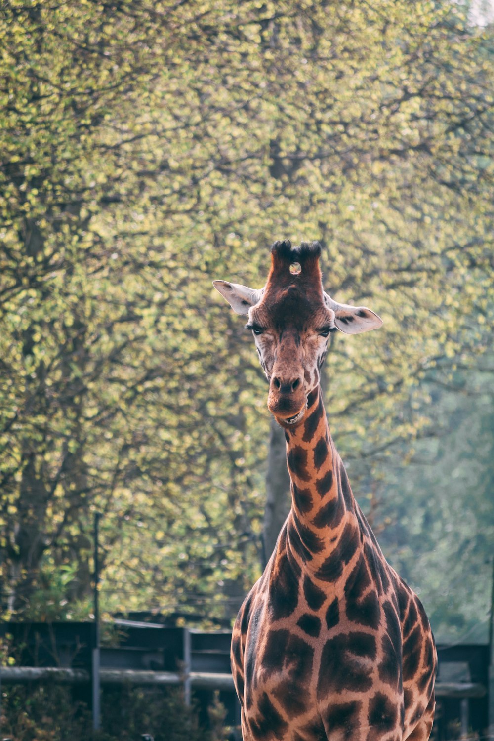 brown giraffe