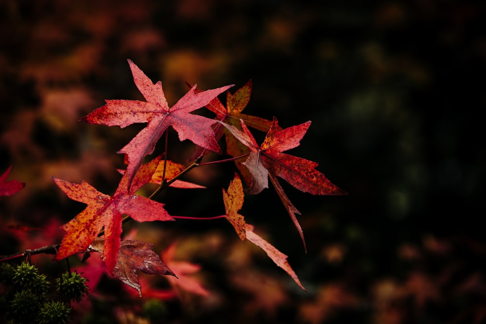 a close up of a tree with red leaves