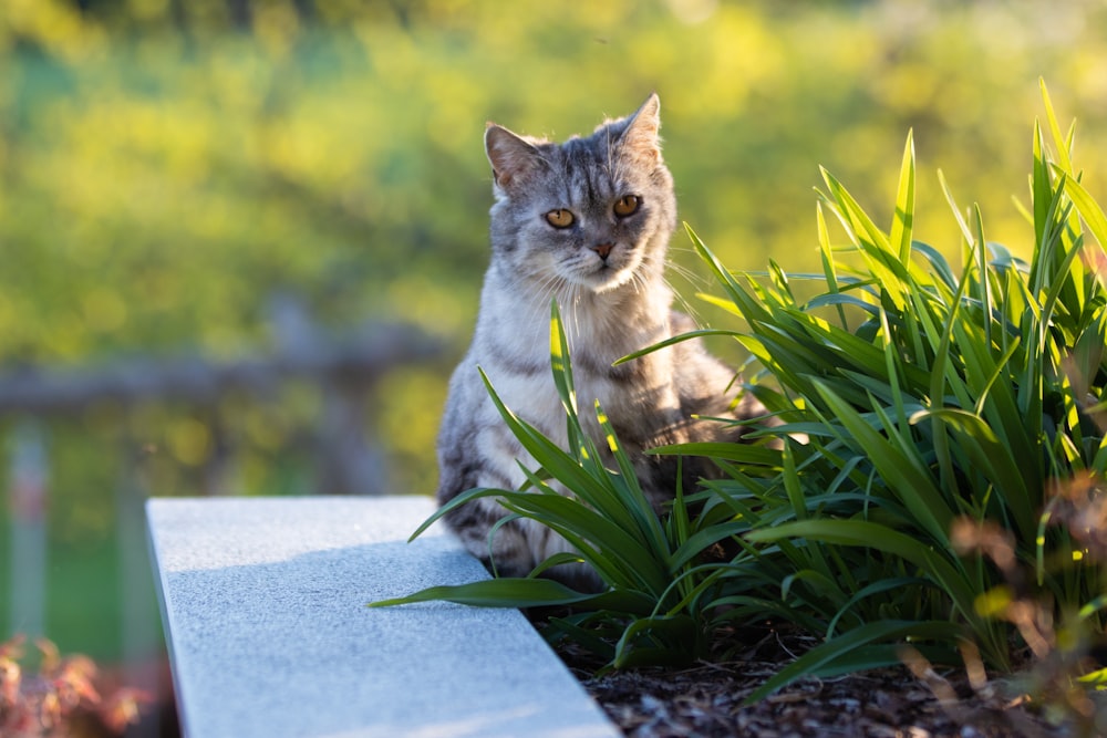 short-fur gray and white tabby cat