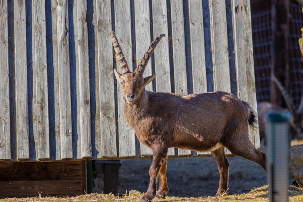 brown deer