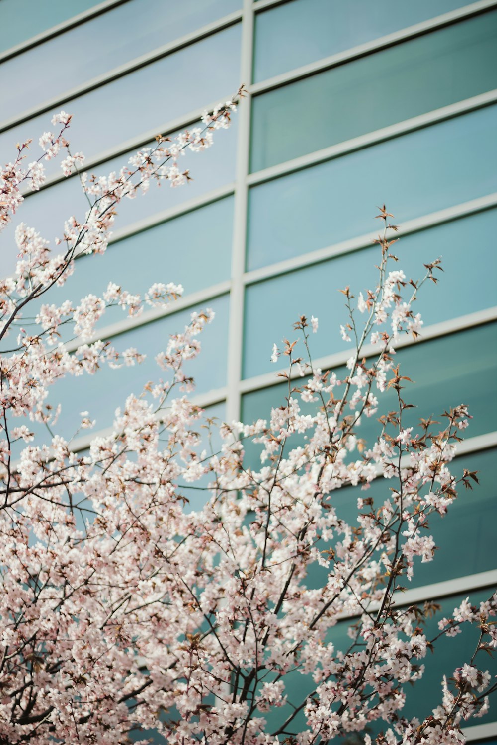 cherry blossom trees