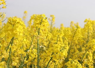 yellow flowers in bloom