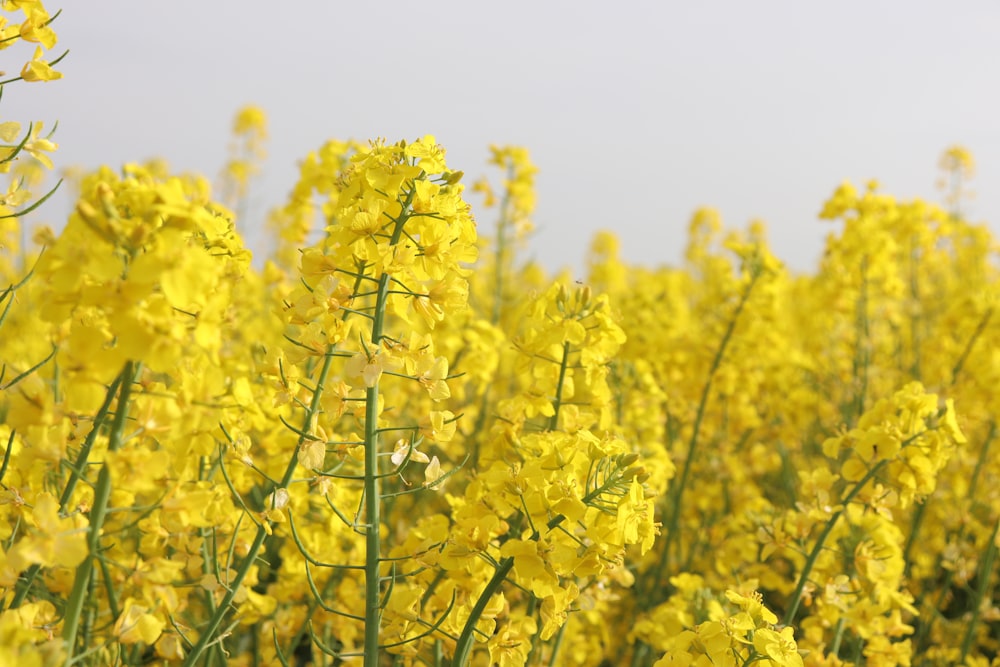 yellow flowers in bloom