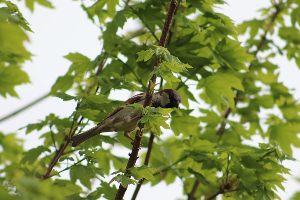 brown bird perching on tree