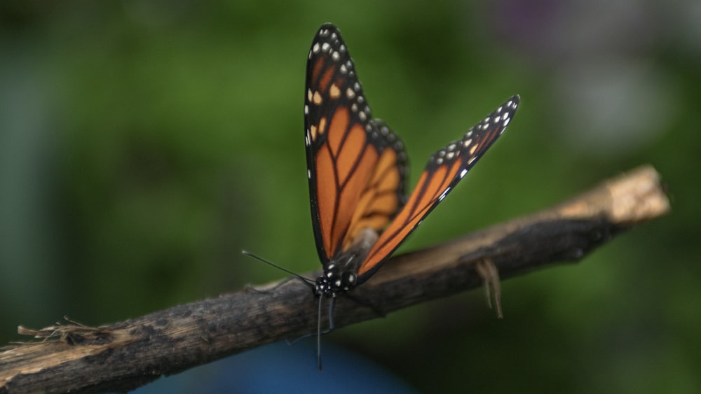 red butterfly perching on brance