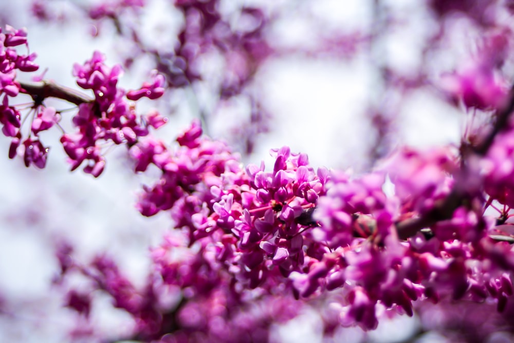 purple petaled flowers