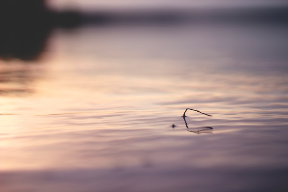 a small stick sticking out of the water