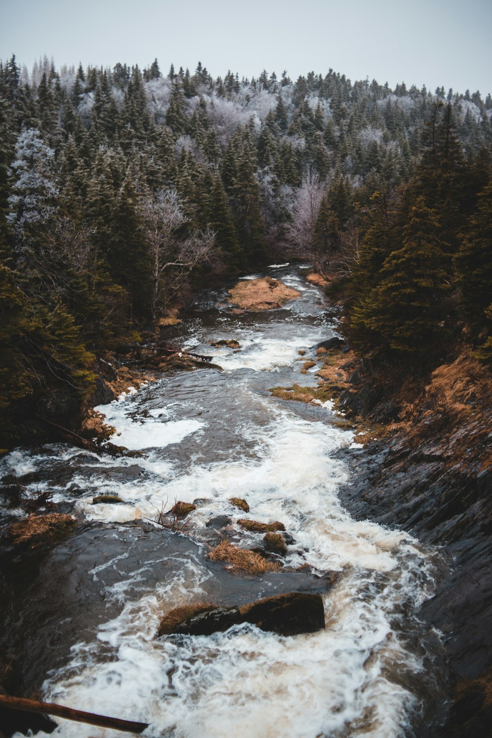 river surrounded of trees