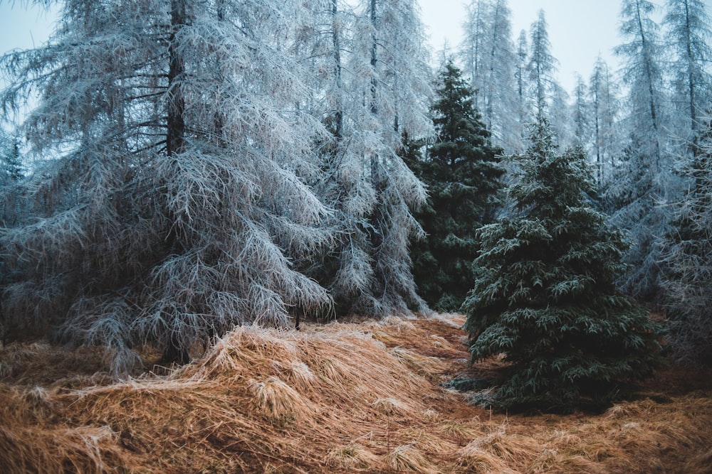 tall pine trees covered with snow