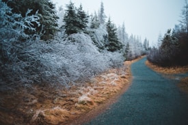 A serene winter path curves gently through a snow-covered forest. Trees and shrubs are covered in a layer of frost, creating a white and icy appearance. The ground is lined with a mix of frosty vegetation and a clear path that contrasts with the snowy surroundings.
