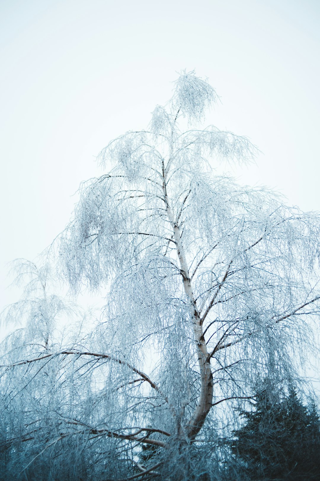 white-leafed tree under cloudy sky