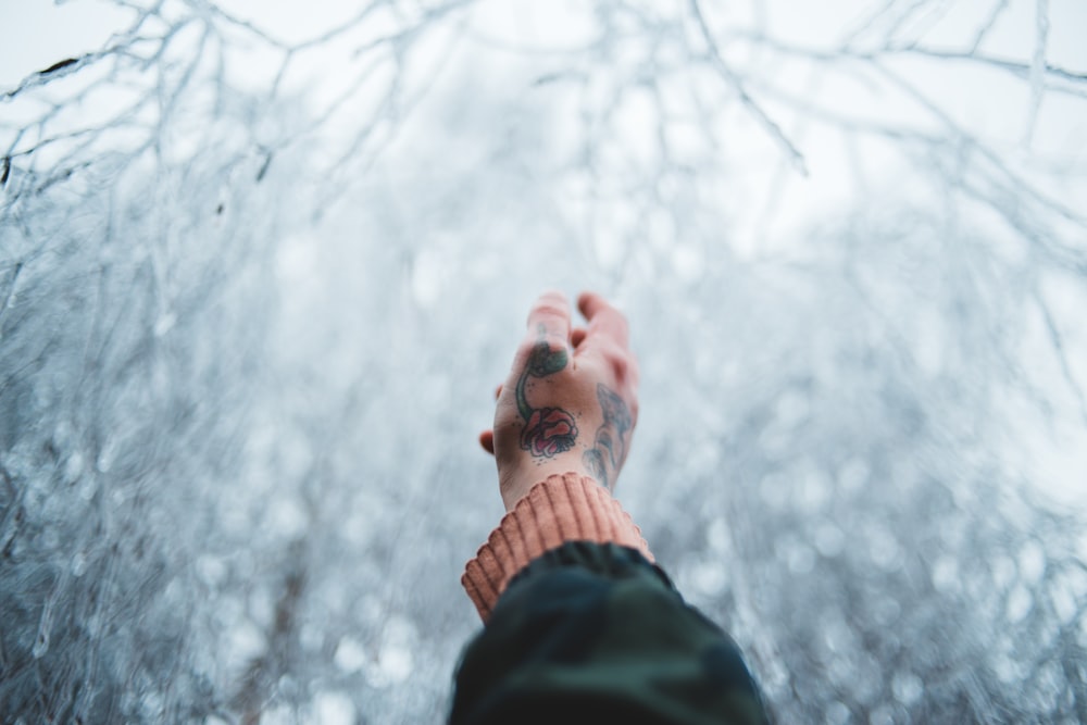person's hand pointing to snow-covered tree