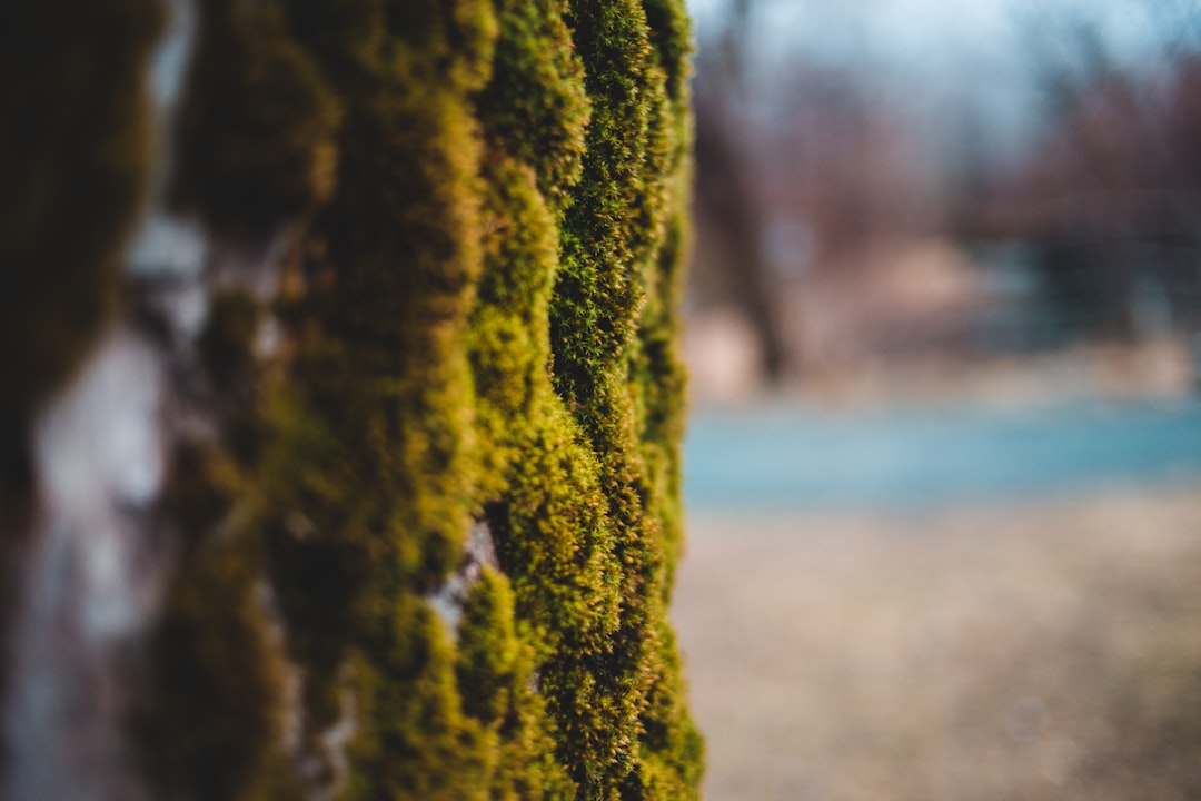 closeup photography of green moss