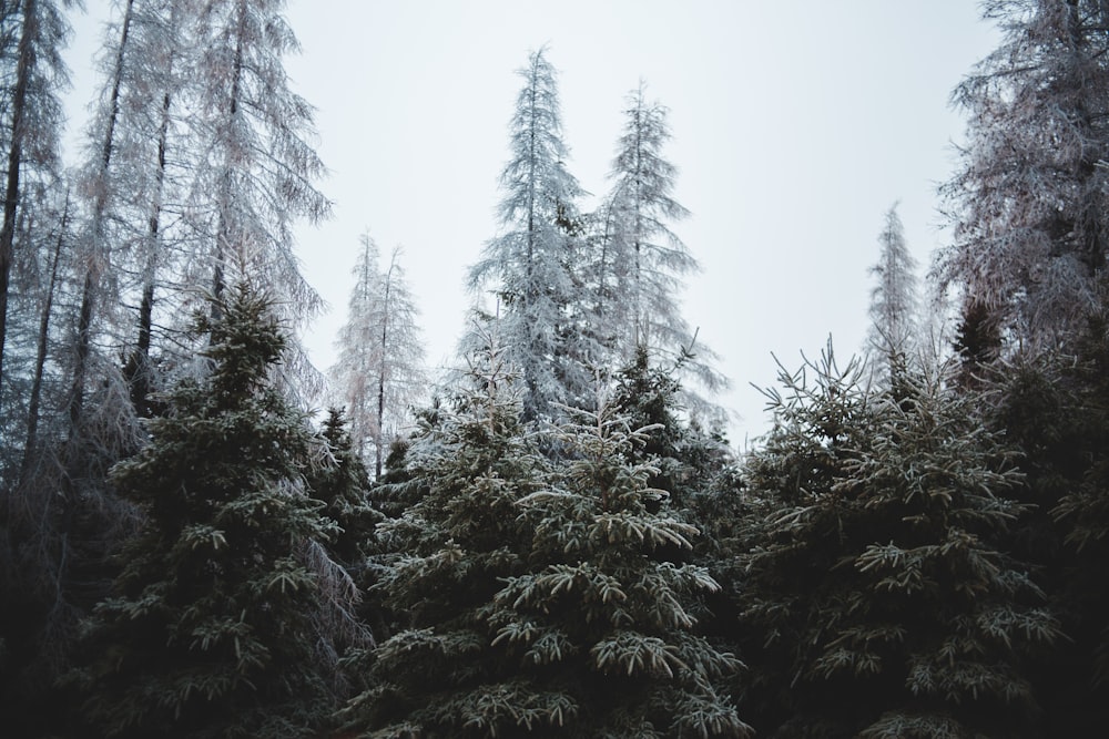 landscape photo of forest during daytime