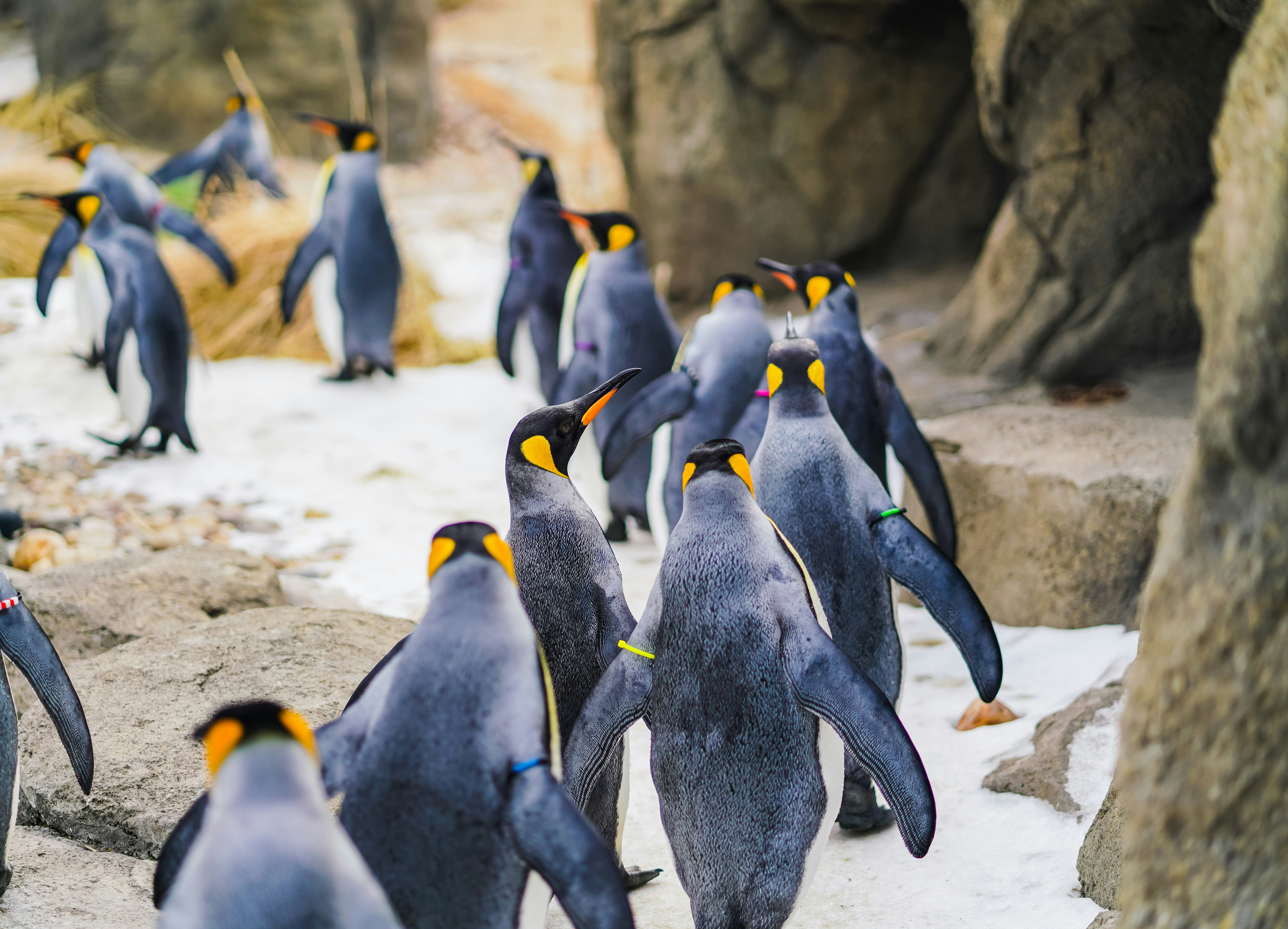 A group of penguins walking in a single-file line on a rocky shore. 