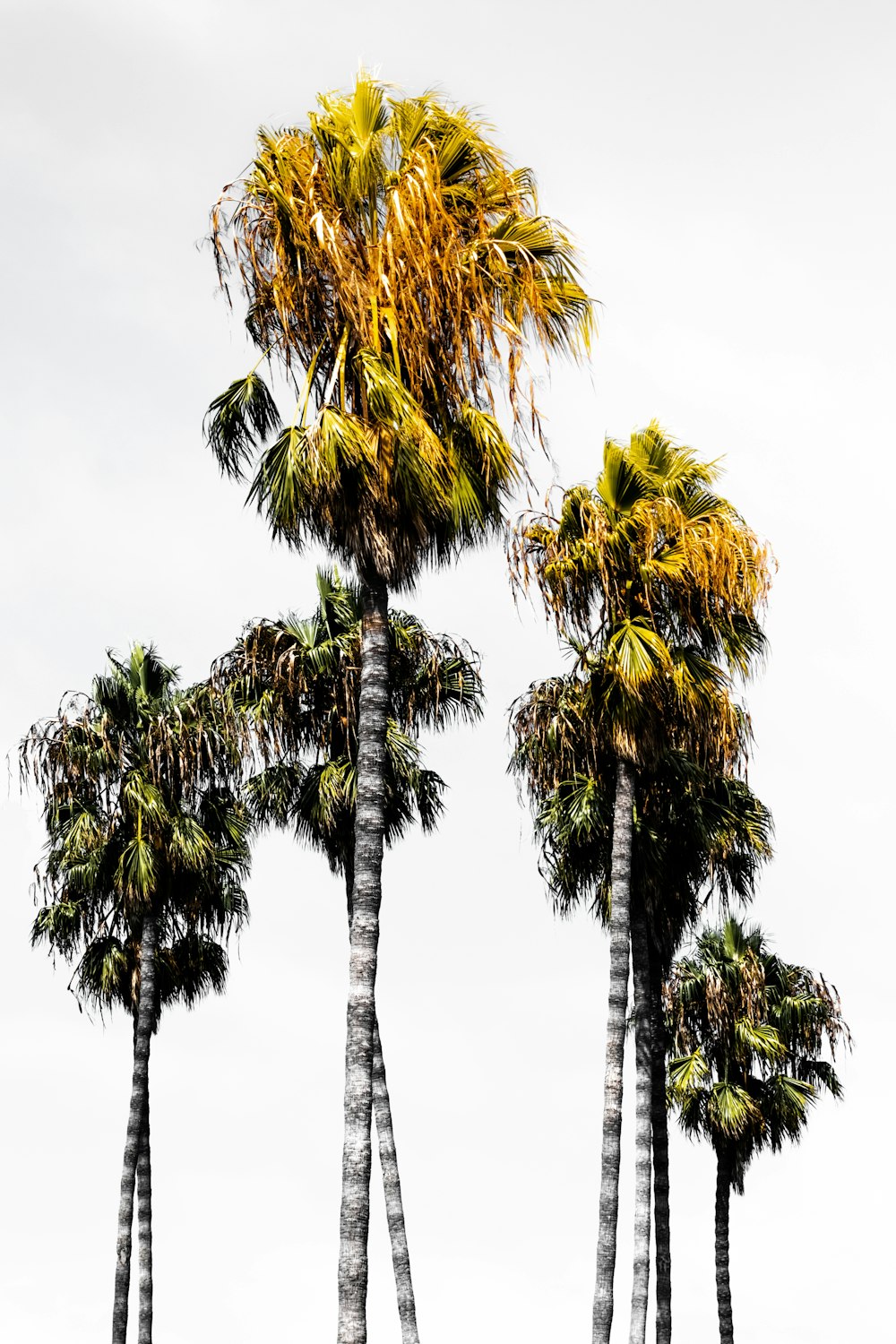 low-angle photography of palm trees