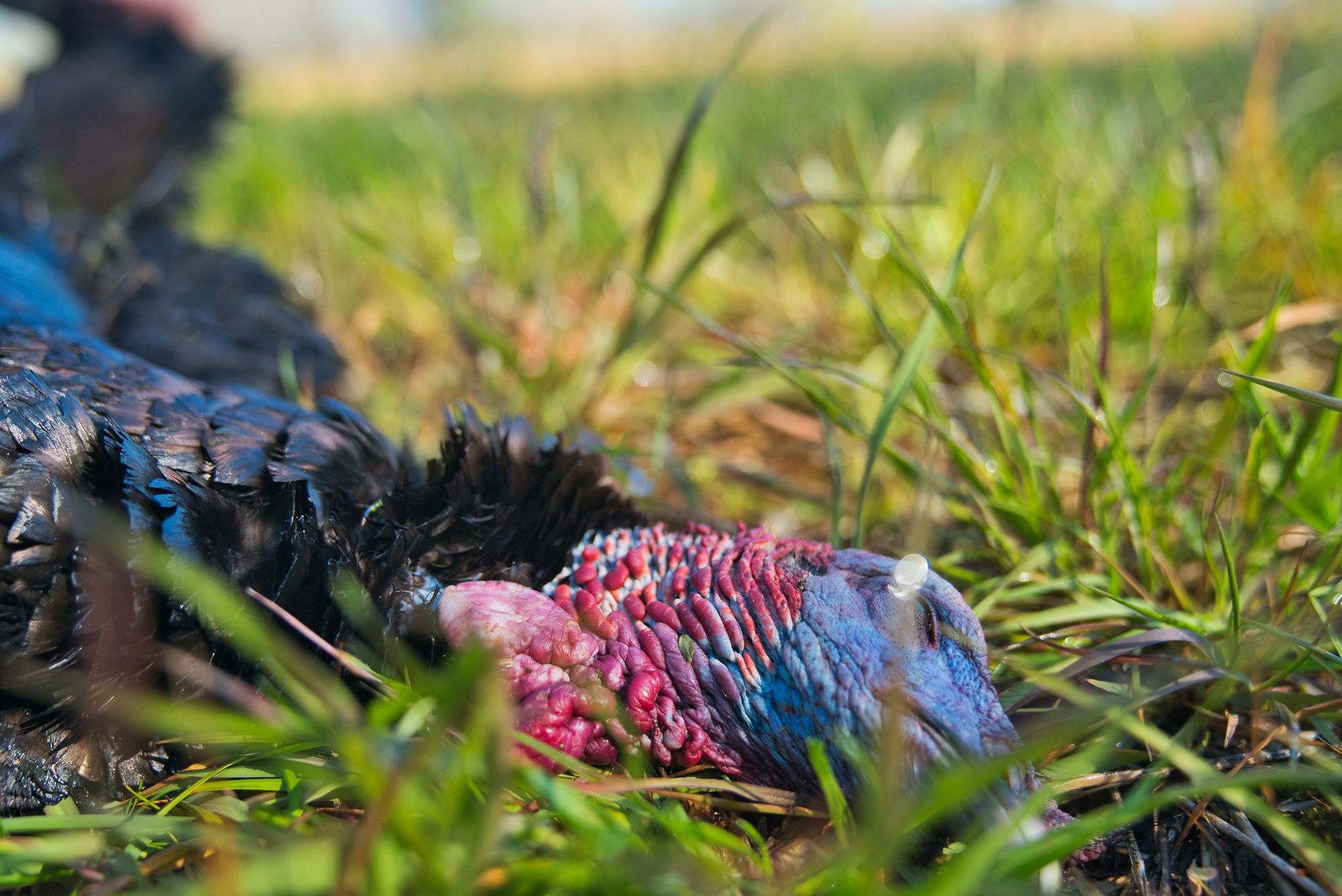 A close-up pic of a wild turkey laying in the grass taken after the hunt