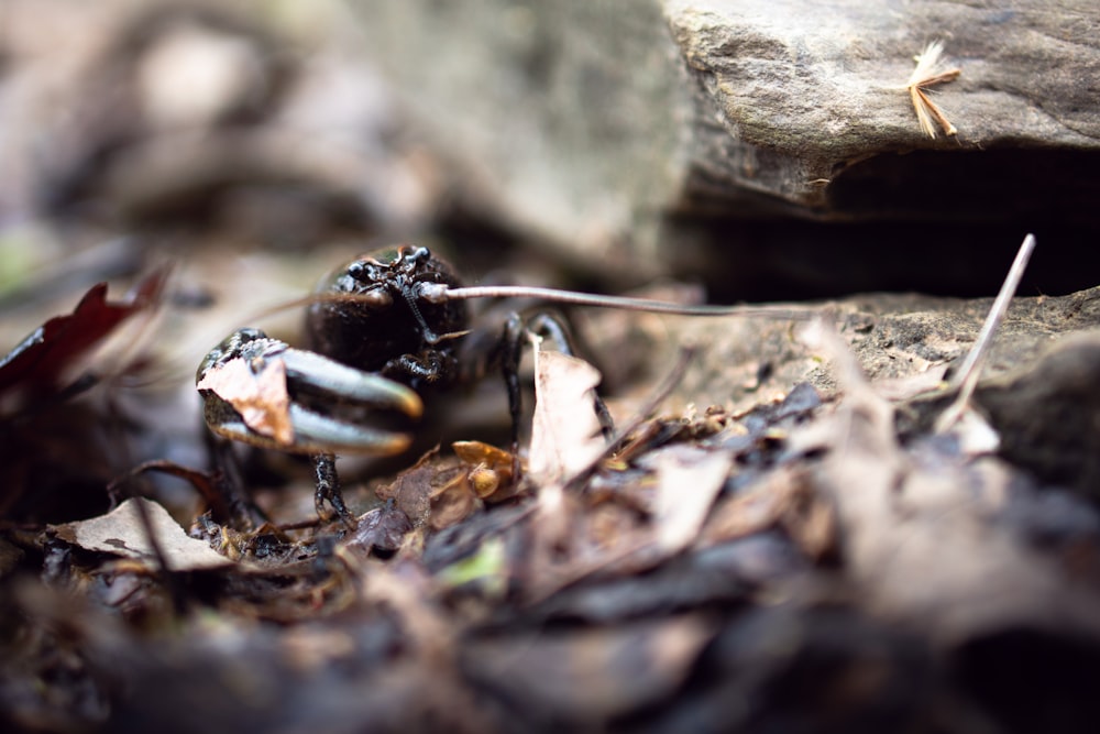 a close up of a bug on the ground