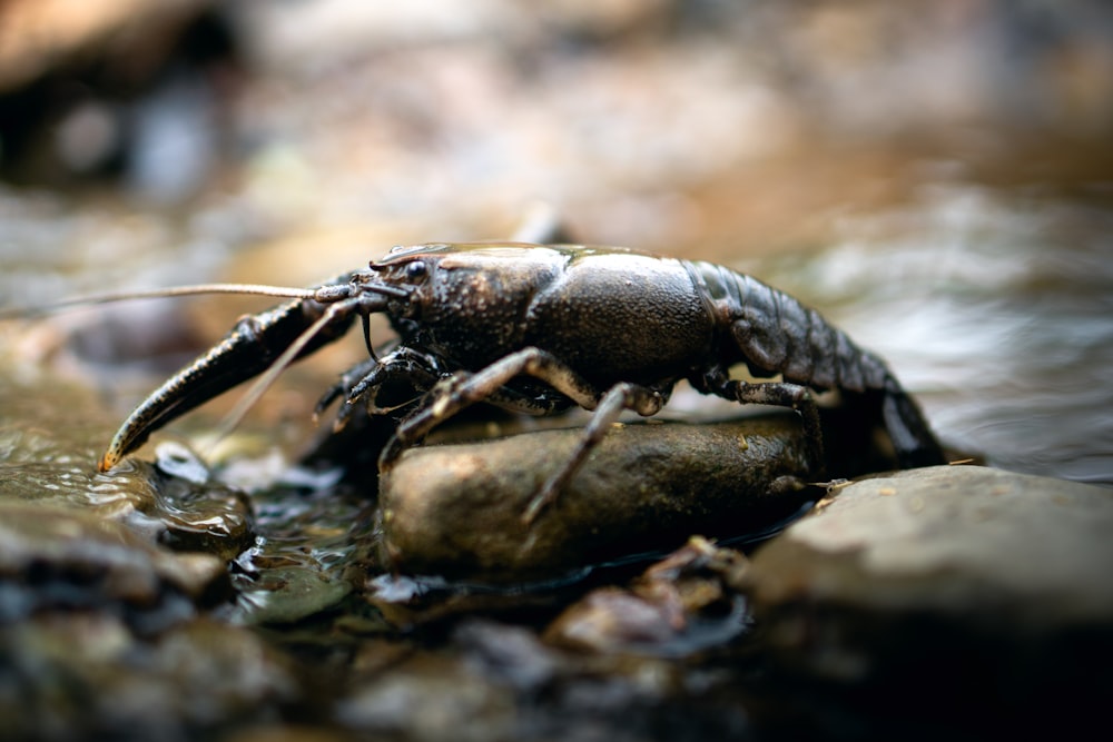 black cray fish on rock