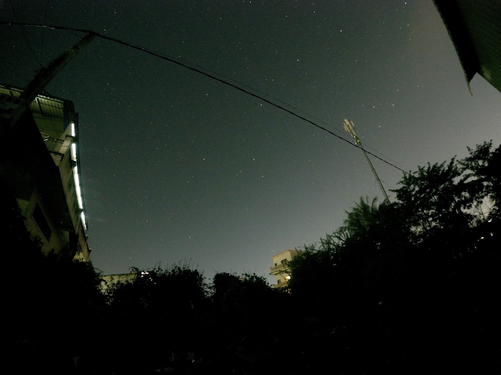 Photographie en plongée d’arbres pendant la nuit