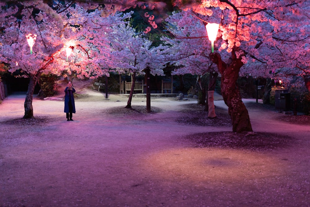 pessoa em pé perto de cerejeiras em flor