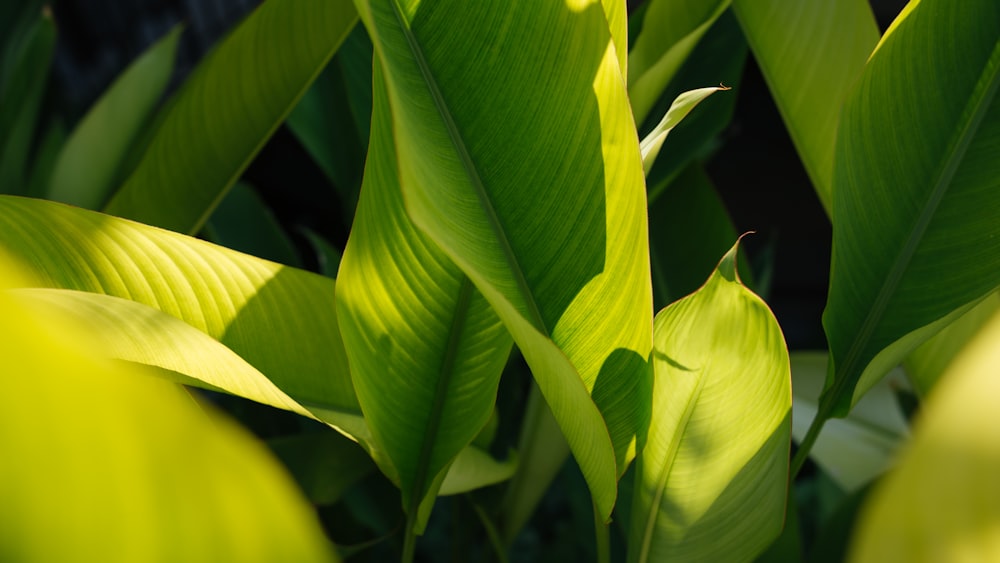 green-leafed plant