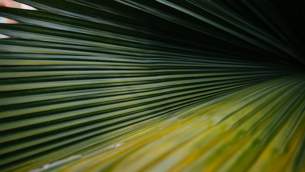 a close up view of a palm leaf