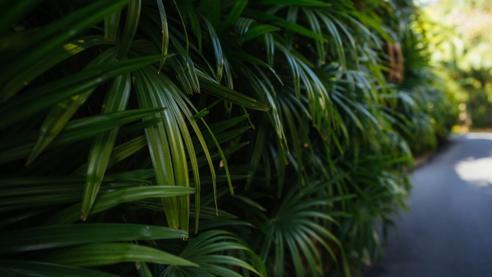green palm plants