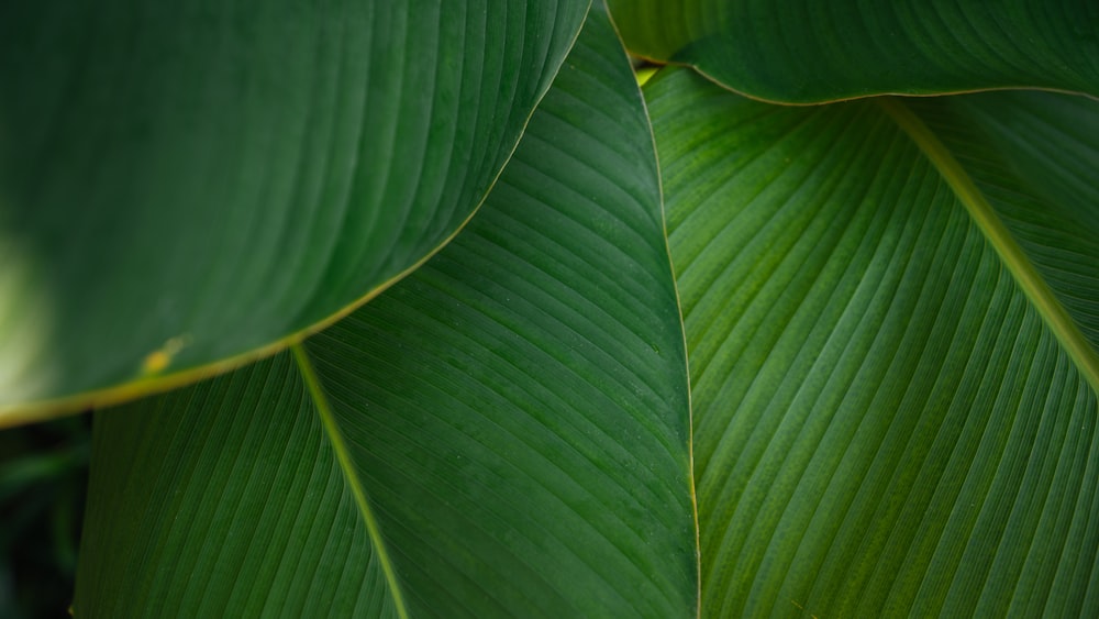 green leafe