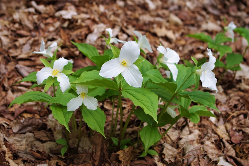 white petaled flower