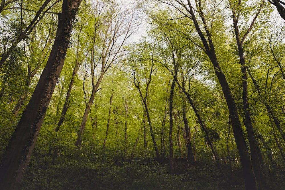 green forest landscape photo