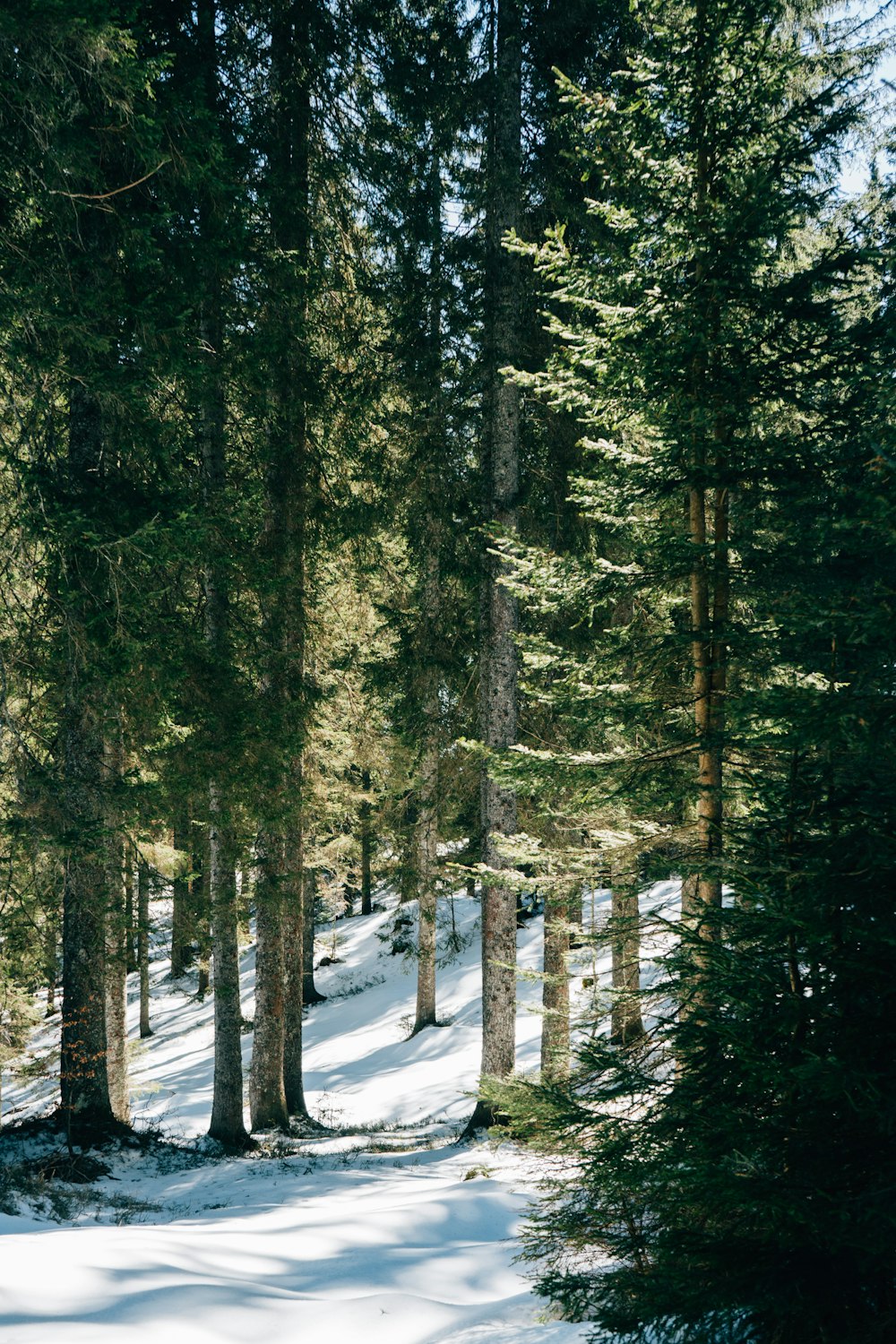 forest during daytime