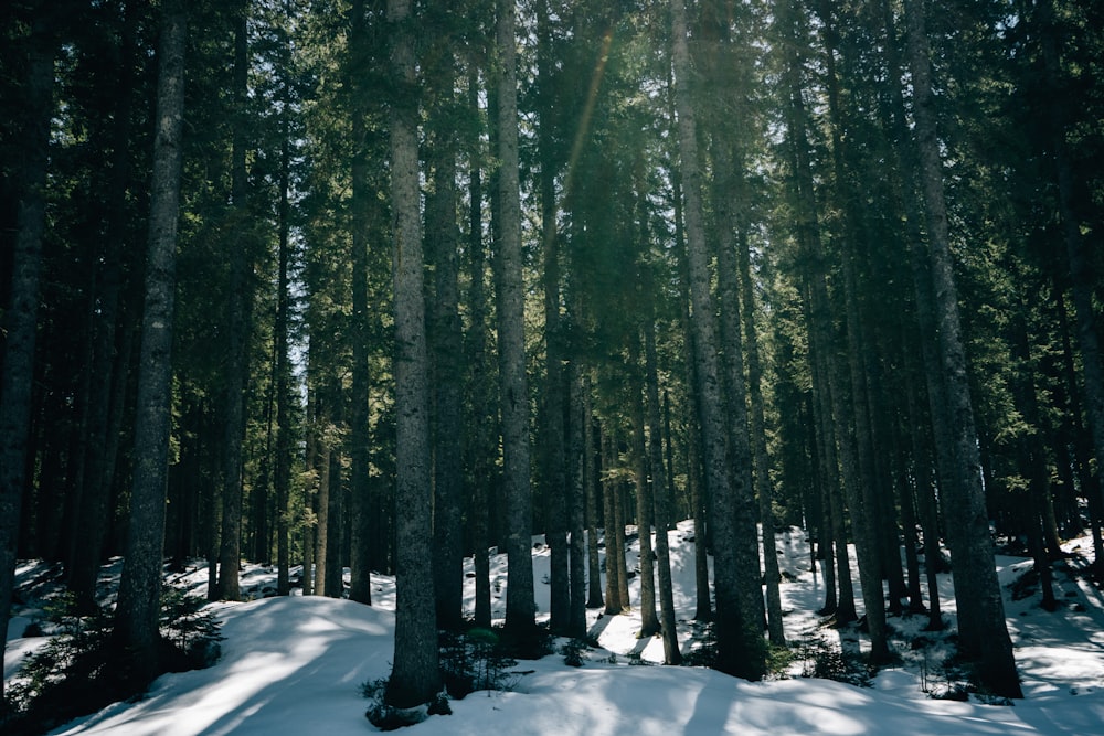 snow covered trees