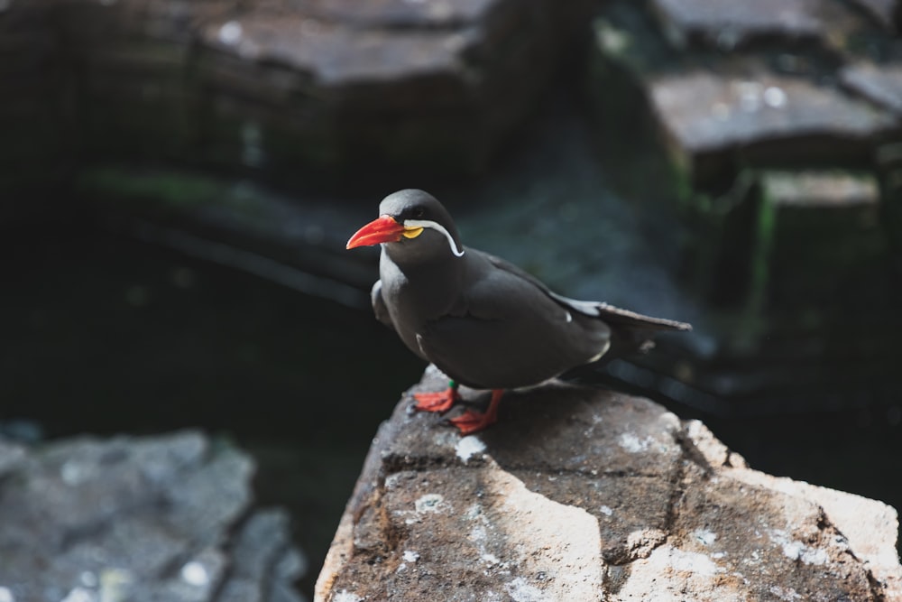 black and red bird on rock