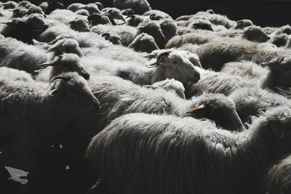 troupeau de moutons blancs