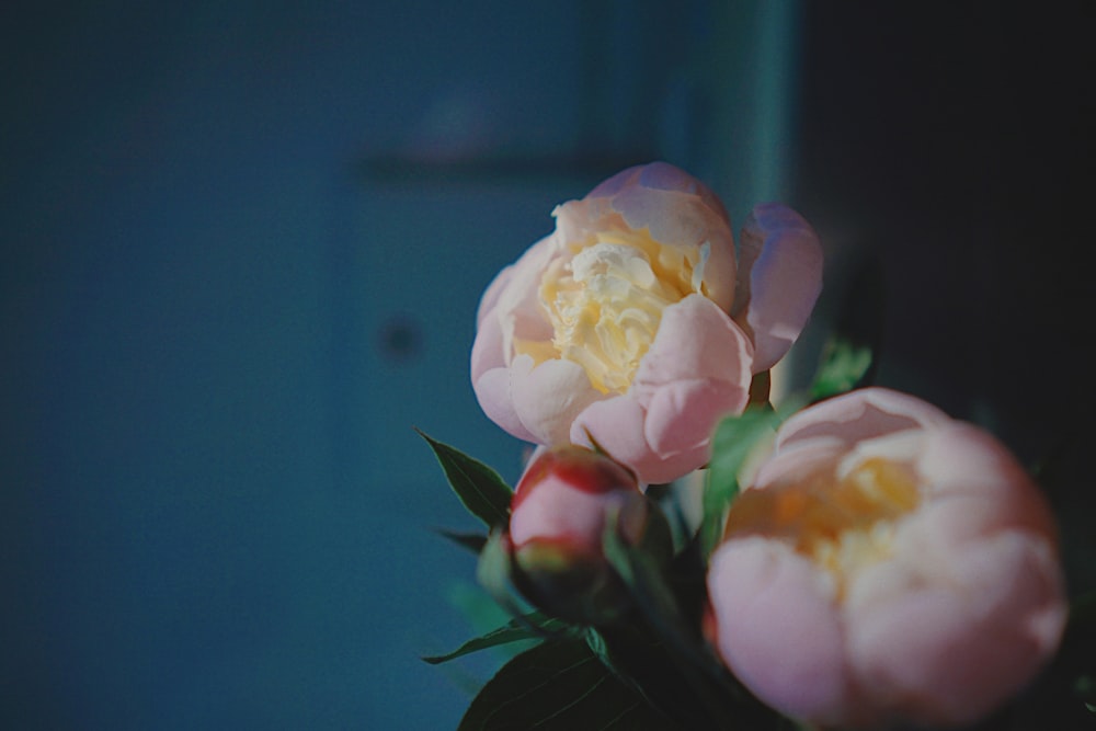 pink-petaled flowers