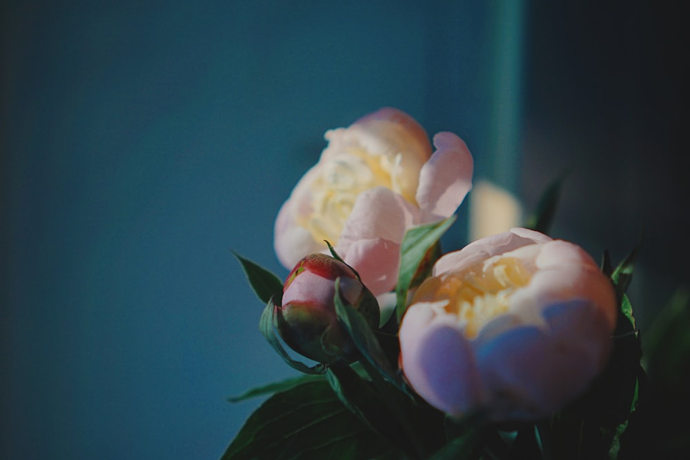 white petaled flowers