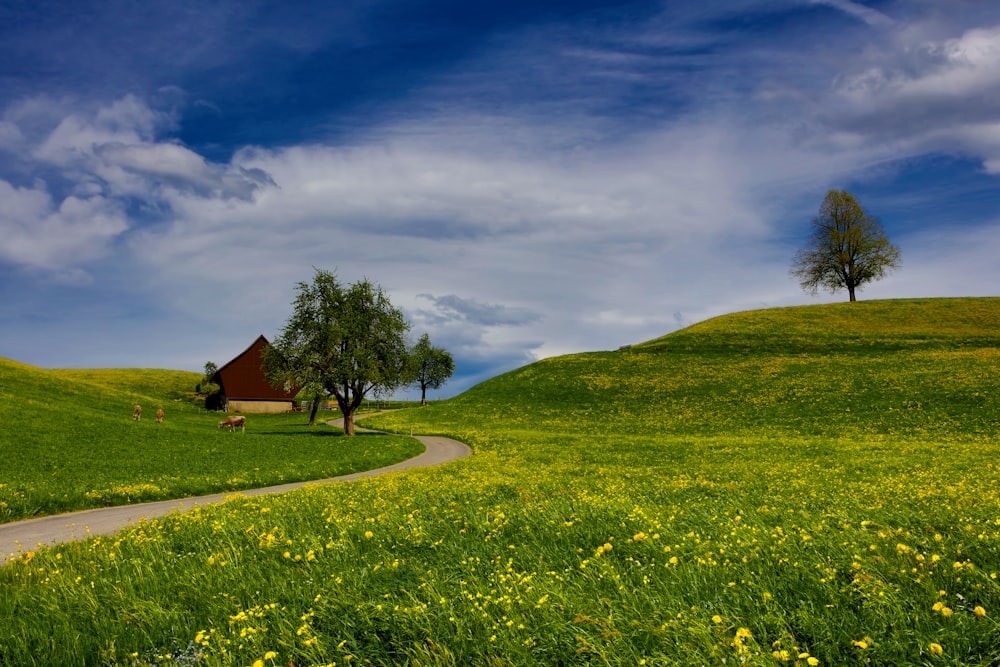 Grüner Baum in der Nähe des roten Hauses während des Tages