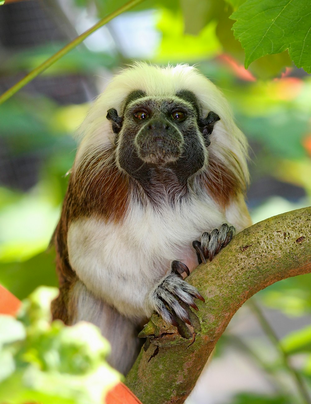 Macaque primate on tree